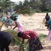වෙල්ලමංකරය .සිංදාතිය .කම්මල වසම්වල වෙරළ පවිත්‍ර කිරිම 2019-12-29