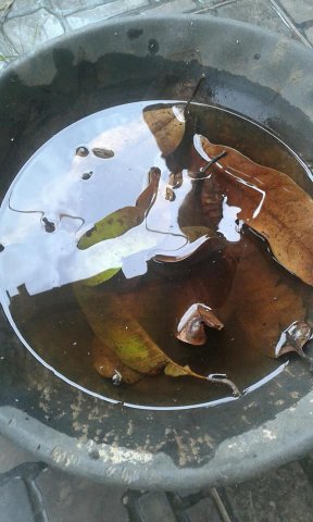ඩෙංගු වැඩසටහන් 2019 සිට