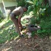 ඩෙංගු වැඩසටහන් 2019 සිට