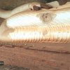 2019/08/24 සීගිරිය/පිදුරංගල චාරිකාව